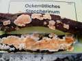 Steccherinum ochraceum - Ockerrötlicher Resupinatstacheling - Kembrg OT Gniest -Friedrichsee